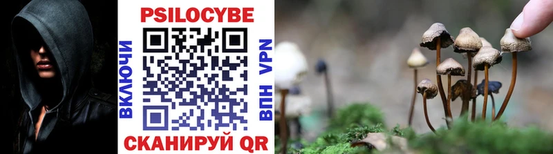 Купить  Кимовск  Псилоцибиновые грибы мицелий 